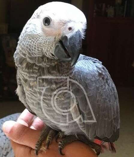 Lola, el loro de color gris y cola roja, que está siendo buscado por sus dueños (Foto TA)